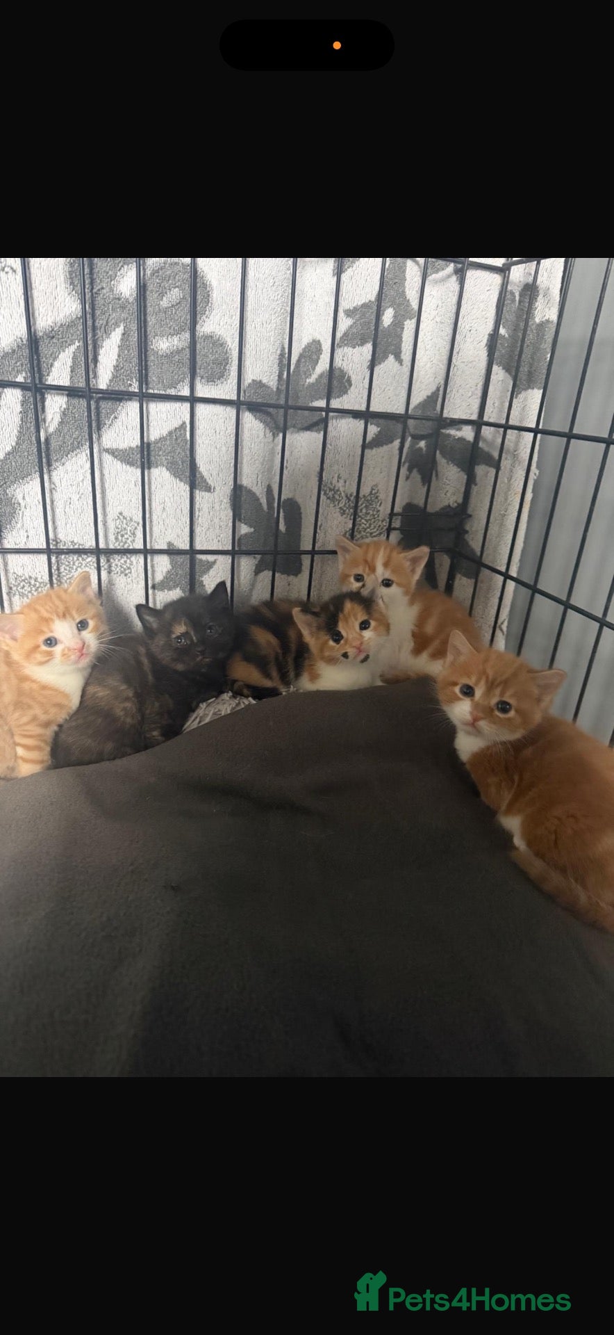 Mixed Breed cats 5 gorgeous kittens for sale  - Advert 2
