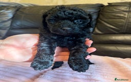 Toy Poodle dogs for sale: KC REG Purebred Stunning Toy Poodle Pups❤️  - Image 25