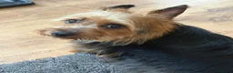 Australian Terrier dogs for sale: Australian Terrier (Red) male puppy in Worcester - Advert 3