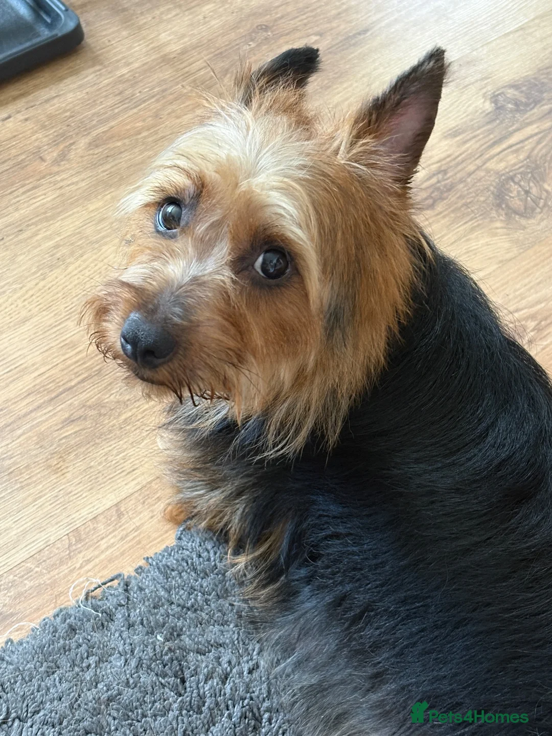 Australian Terrier dogs for sale: Australian Terrier (Red) male puppy in Worcester - Advert 3