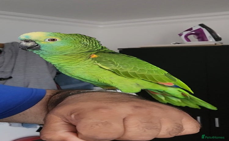 Budgerigars birds - Advert 2