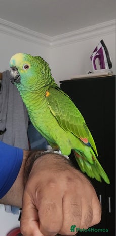 Budgerigars birds - Advert 4