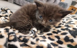 Domestic Shorthair cats for sale: 5 kittens  - Advert 5