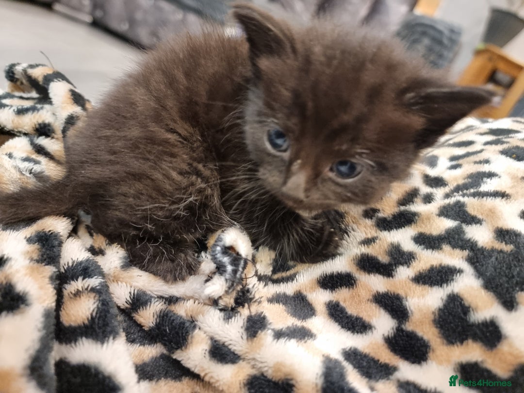 Domestic Shorthair cats for sale: 5 kittens  - Advert 5