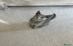 Russian Blue cats for sale: Pedigree Russian Blue Kitten - Girl - Image 4