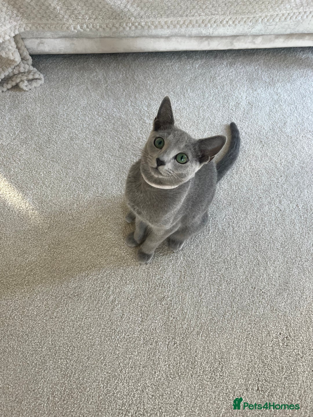 Russian Blue cats for sale: Pedigree Russian Blue Kitten - Girl - Image 4