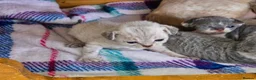 Devon Rex cats for sale: BOYS BOYS BOYS - Advert 3