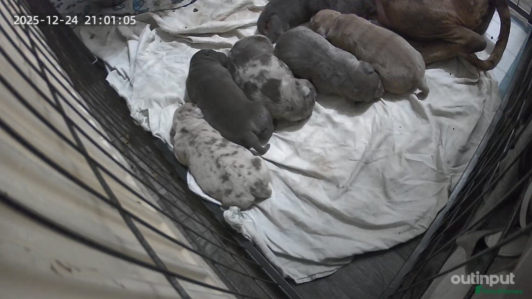 American Bull Staffy dogs for sale: American staff pups - Advert 3