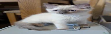 Jr