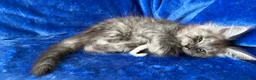 Maine Coon cats for sale: Maine coon kittens registered with GCCF - Advert 26
