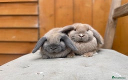 Mini Lop rabbits for sale: Mini Lop Babies Ready to Leave Now  - Image 5