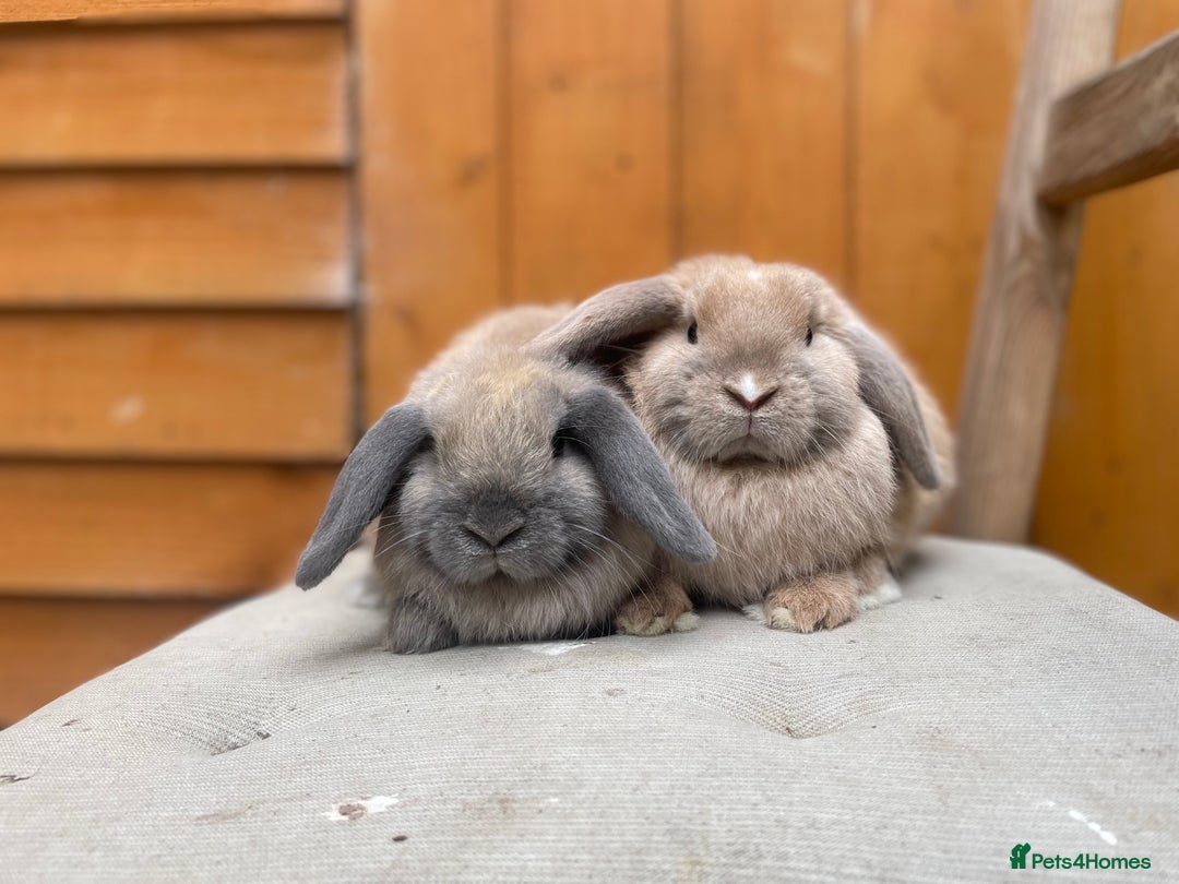 Mini Lop rabbits for sale: Mini Lop Babies Ready to Leave Now  - Image 5