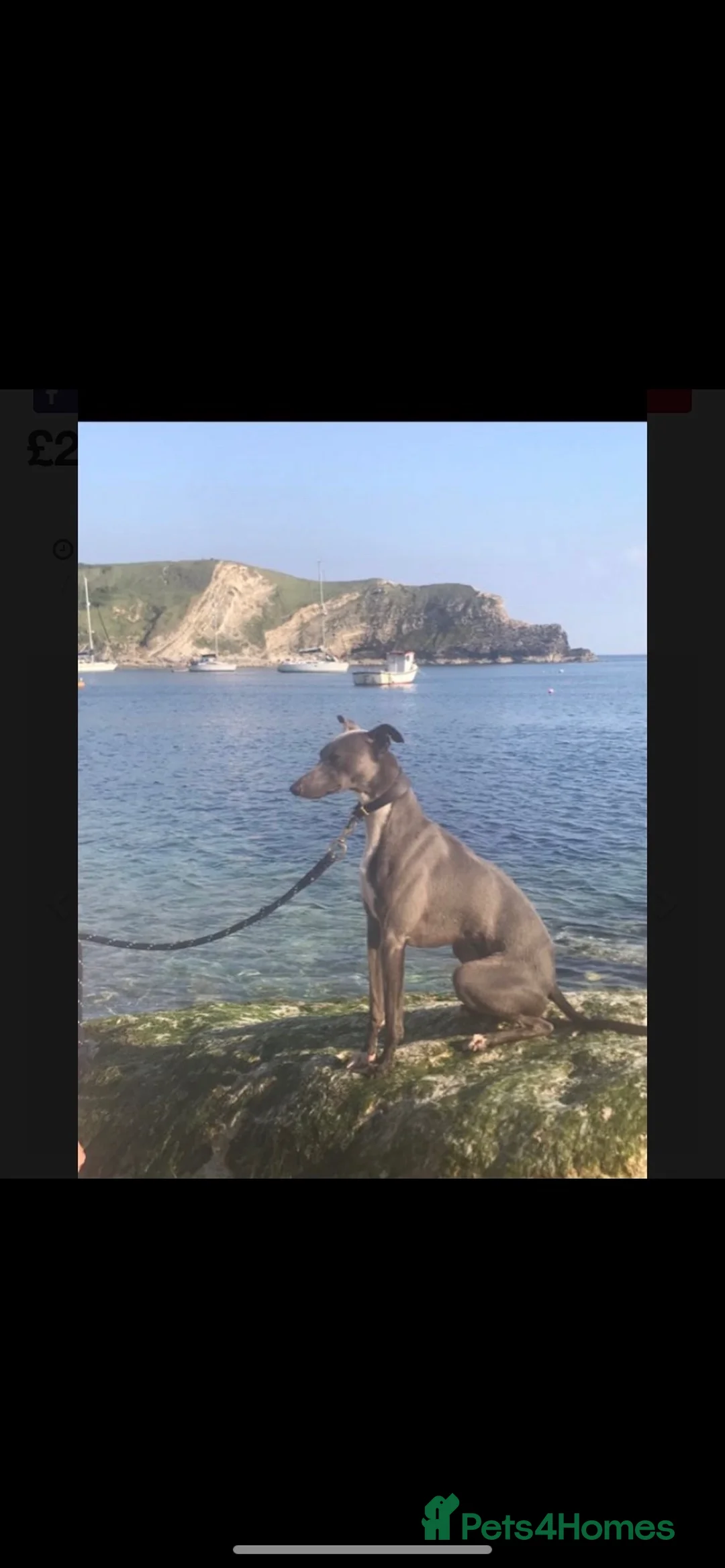 Whippet dogs for stud: Whippet stud dog in Somerton - Advert 31