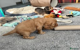 Cocker Spaniel dogs for sale: Handsome boys - Image 18