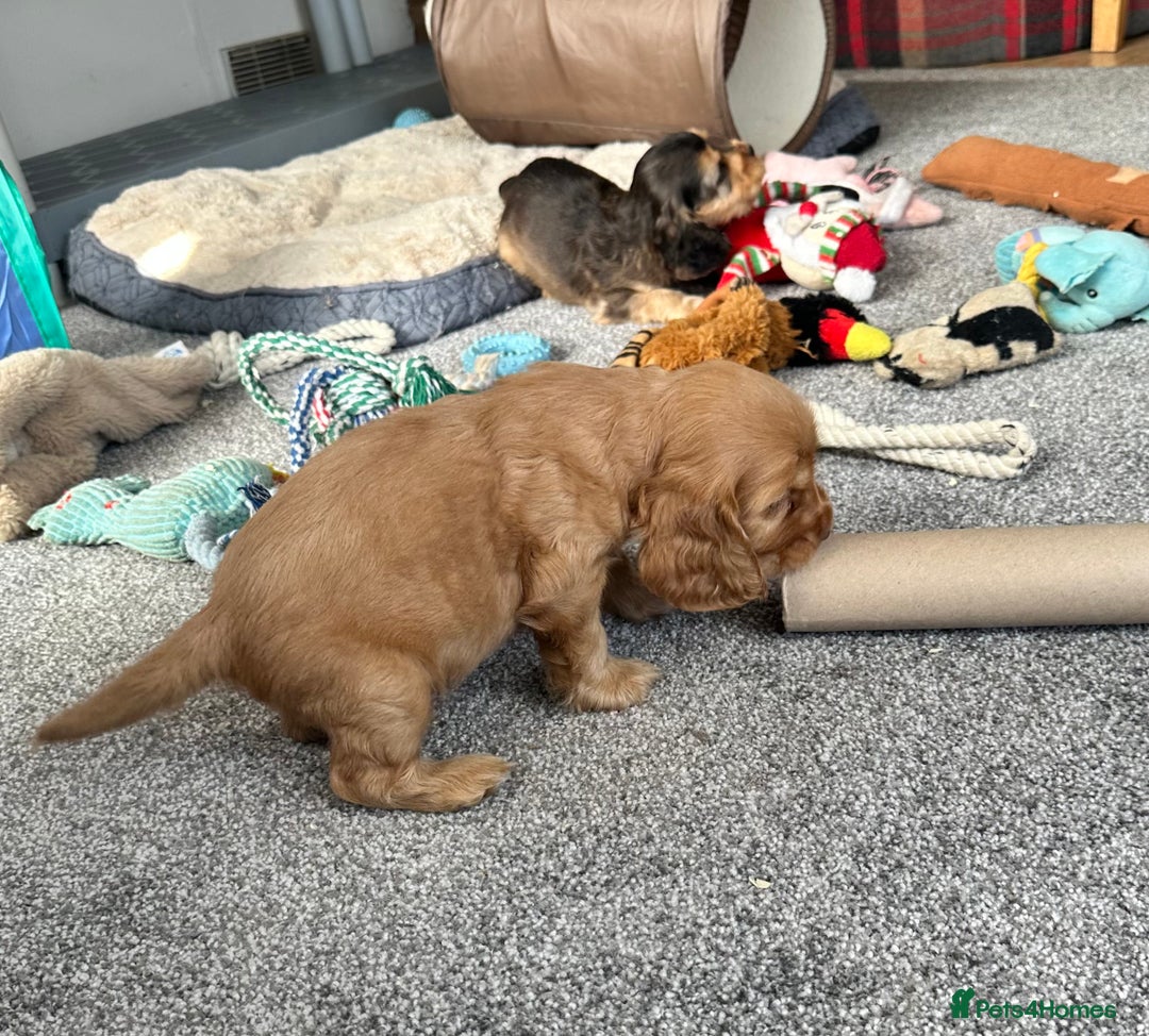 Cocker Spaniel dogs for sale: Handsome boys - Image 18