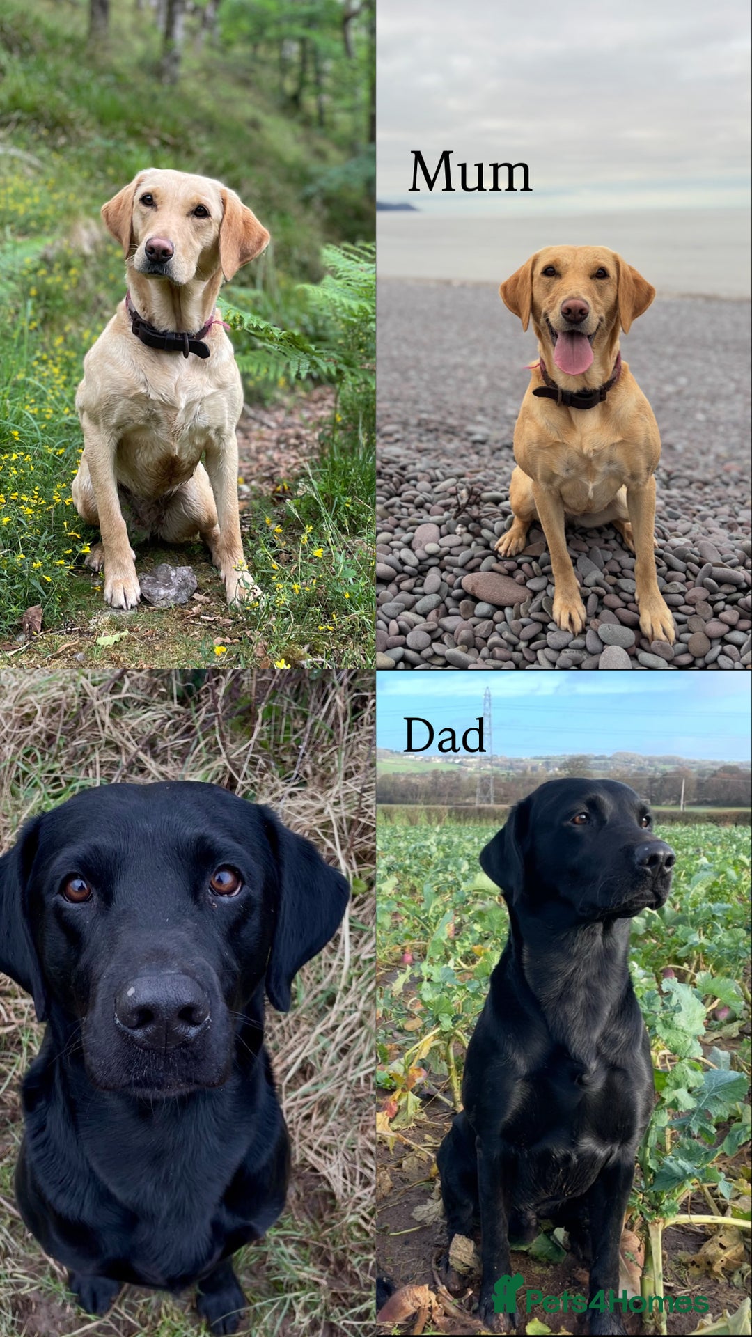 Labrador Retriever dogs for sale: Labrador Retriever Puppies  - Advert 7