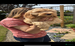 Cockapoo dogs for sale: Fully vac’d Dna health tested clear Cockapoo’s  - Image 19