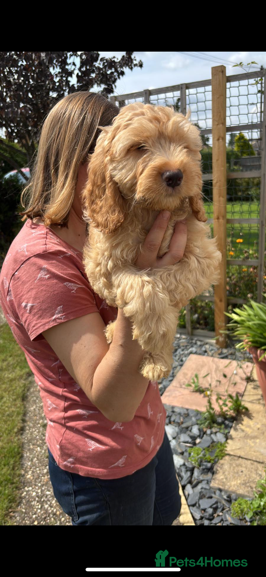 Cockapoo dogs for sale: Fully vac’d Dna health tested clear Cockapoo’s  - Image 19