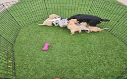Cocker Spaniel dogs for sale: Well bred, rare coloured, working cocker spaniels - Image 12