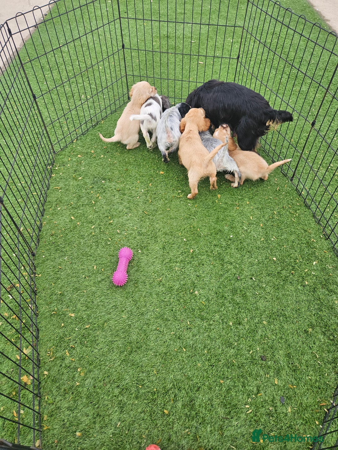 Cocker Spaniel dogs for sale: Well bred, rare coloured, working cocker spaniels - Image 12