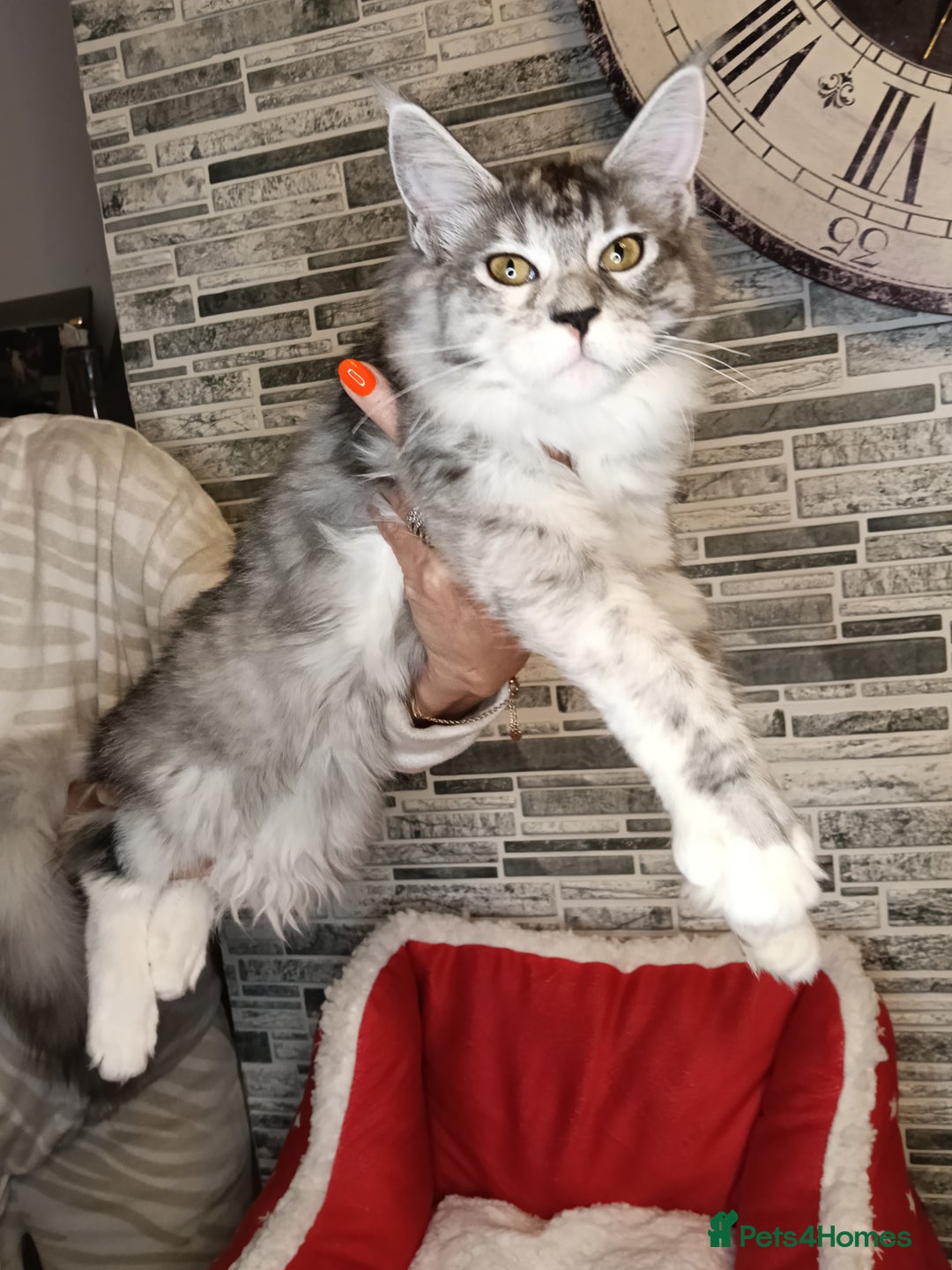 Maine Coon cats for sale: 'PuuureLove' Maine Coon kittens  - Advert 5