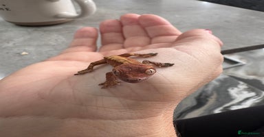 Gecko reptiles - Advert 4