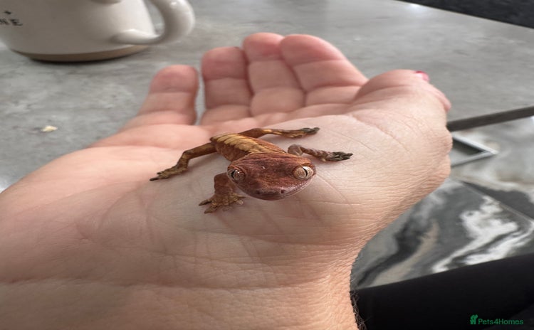 Gecko reptiles - Advert 17