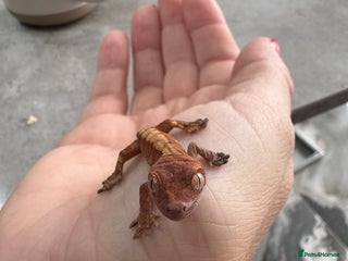 Gecko reptiles - Advert 6