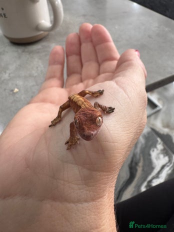 Gecko reptiles - Advert 2