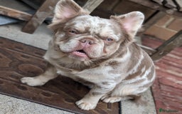 French Bulldog dogs for stud: New shade fluffy merle  in Sheffield - Image 10
