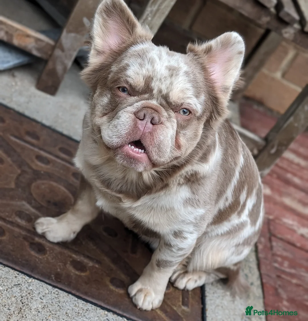 French Bulldog dogs for stud: New shade fluffy merle  in Sheffield - Advert 10