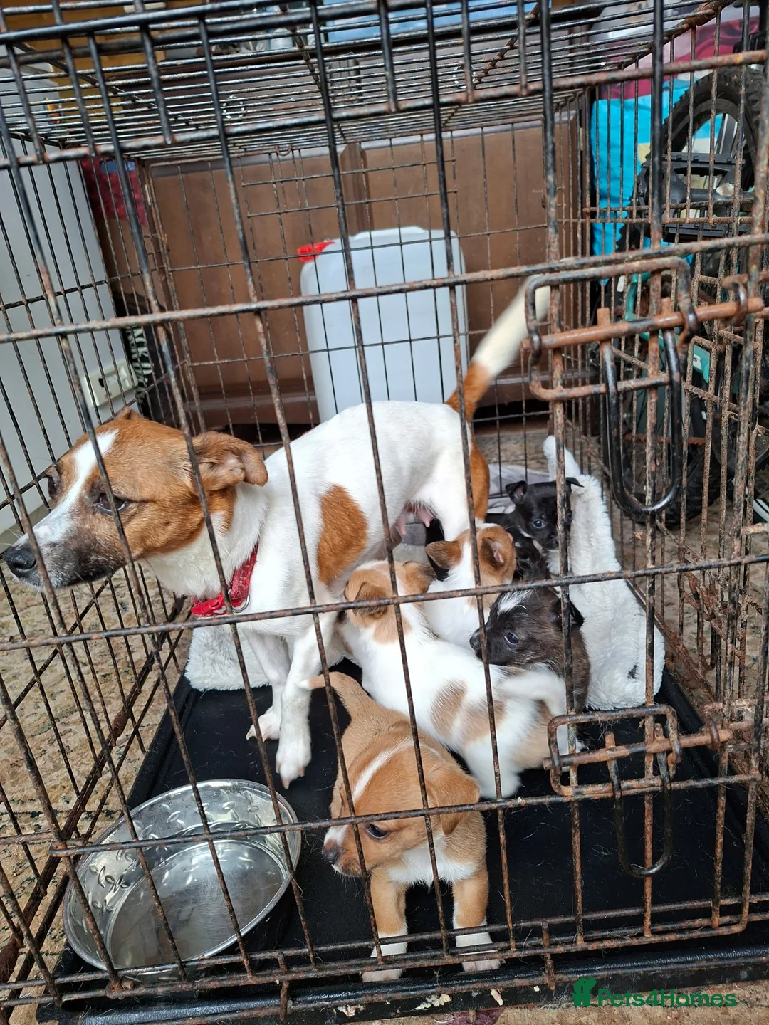 Mixed Breed dogs for sale: Beautiful Jack Russell puppies.  in Bristol - Advert 1