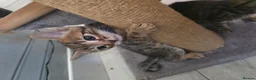 Bengal cats for sale: Bengal mix kittens - Advert 27