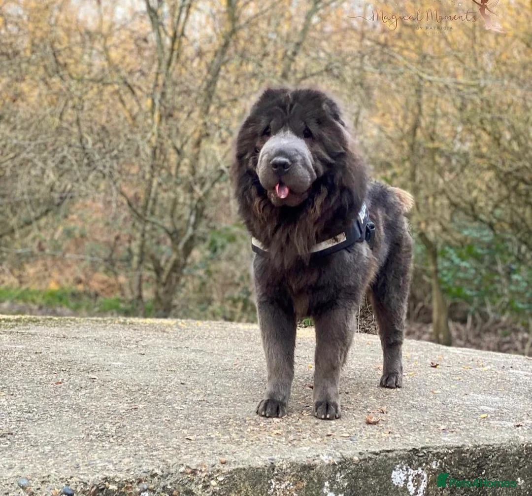 Shar Pei dogs for stud: BEST 🏆 Blue bear & chocolate & tan bear 🐻 in Hornchurch - Advert 3