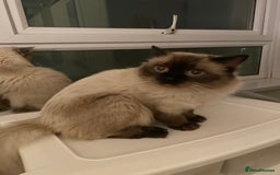 Ragdoll cats for sale: 7 ragdoll cats & kittens  - Image 25