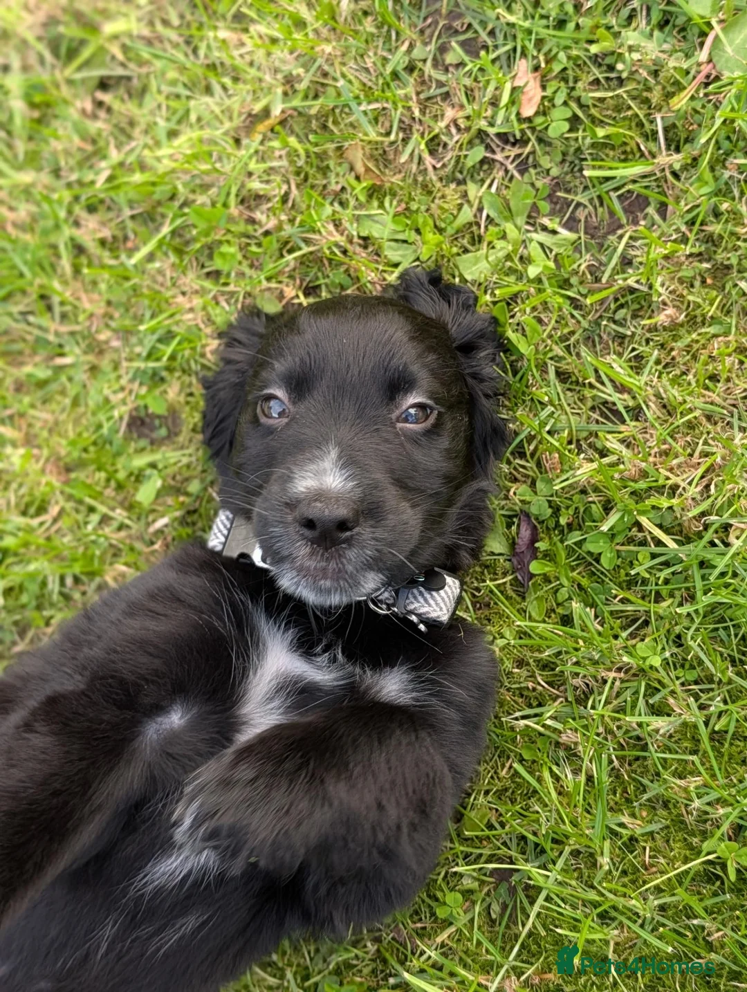 Mixed Breed dogs for sale: Show Cocker X Collie - Advert 2