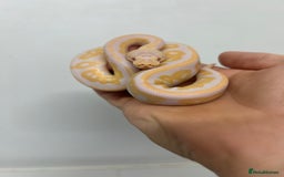Python Snake reptiles for sale: Ball pythons for sale - Image 5