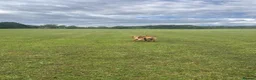 Mixed Breed dogs for sale: Looking for a loving home  - Advert 3