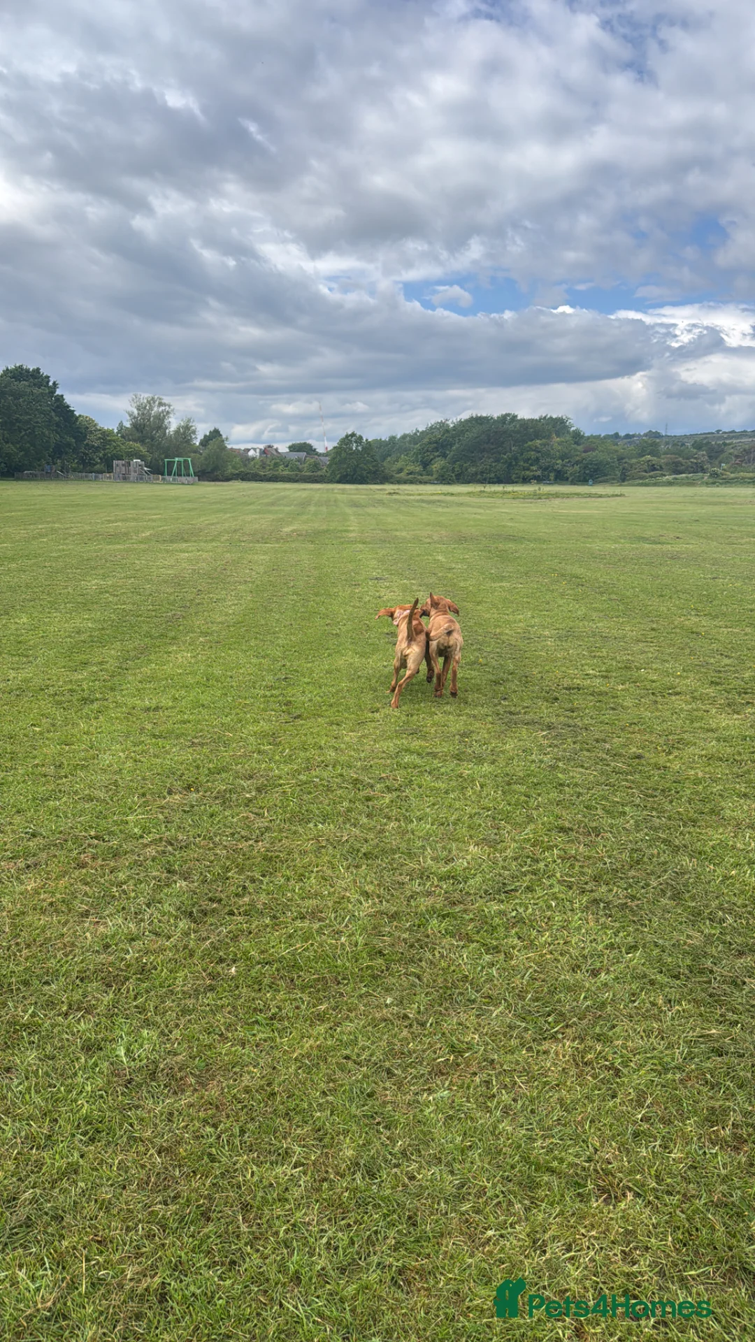 Mixed Breed dogs for sale: Looking for a loving home  - Advert 3