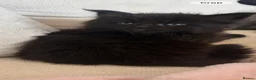 Maine Coon cats for sale: Stunning,ACTIVE,TICA Registered,MaineCoon Kittens - Advert 17