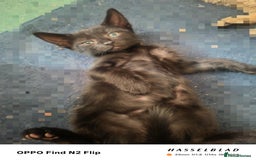 Mixed Breed cats for sale: Beautiful Black affectionate Female kitten  - Image 3