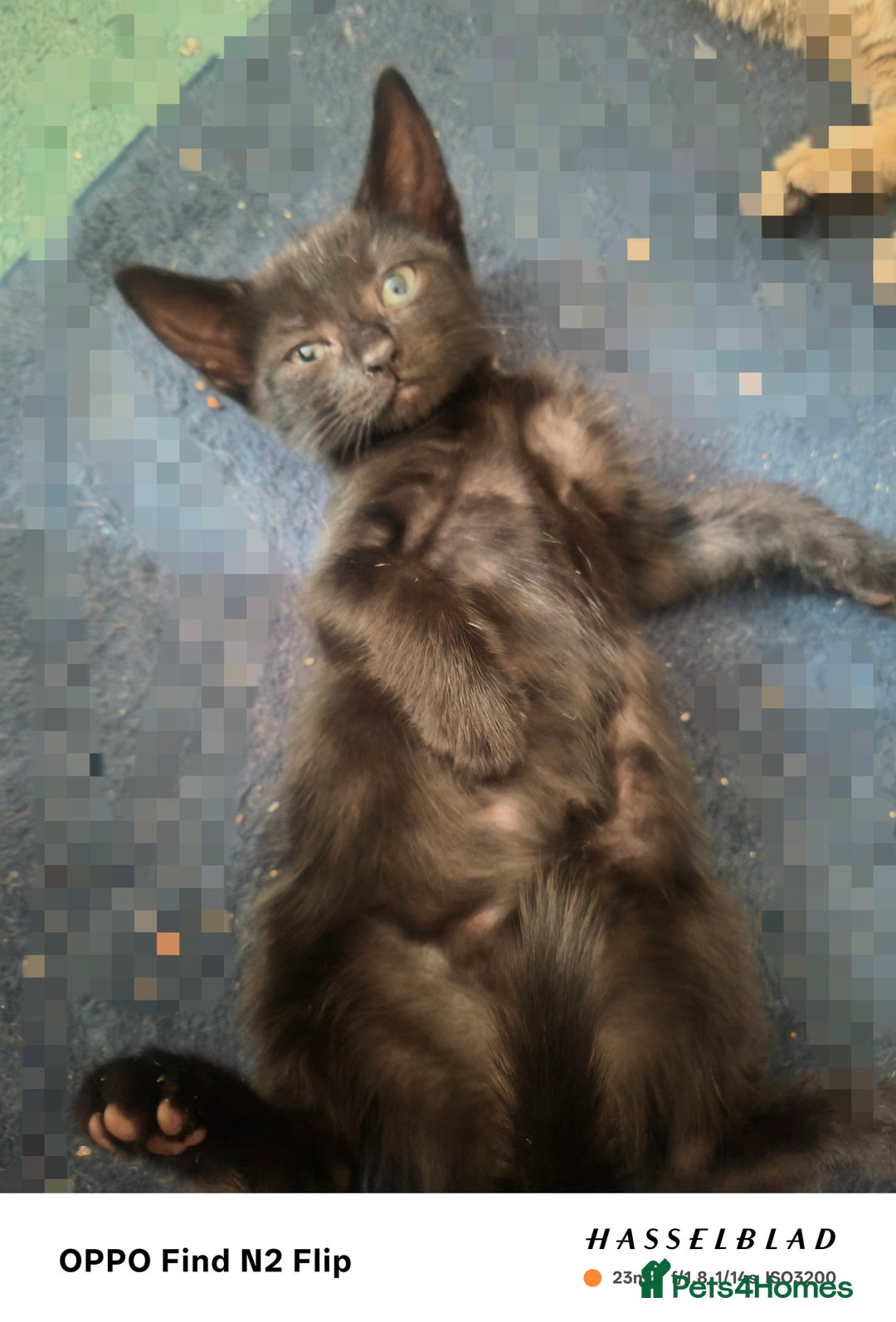 Mixed Breed cats for sale: Beautiful Black affectionate Female kitten  - Image 3