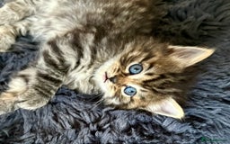 Mixed Breed cats for sale: Social loving ragdoll cross fluffy black blue eyes - Image 10