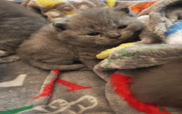 British Shorthair cats for sale: British shorthair 1 male left!!  in Crewe - Image 14