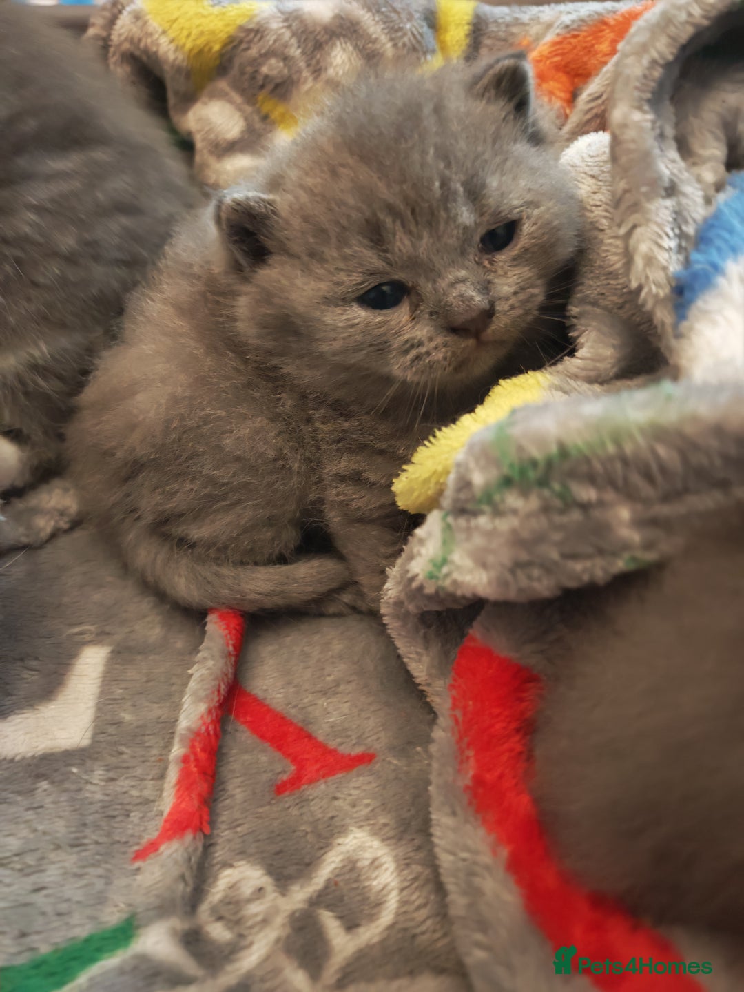 British Shorthair cats for sale: British shorthair 1 male left!!  in Crewe - Image 14
