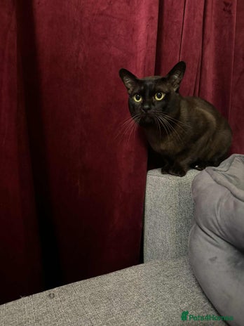 Burmese cats - Advert 2