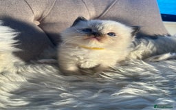 Ragdoll cats for sale: Ragdoll kittens pure breed!!! 😺 - Image 20