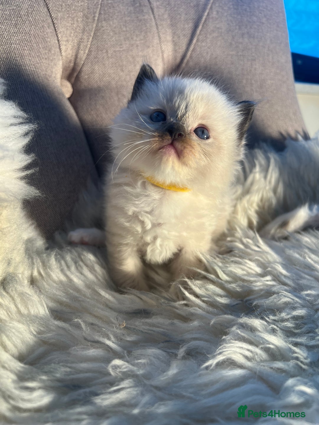 Ragdoll cats for sale: Ragdoll kittens pure breed!!! 😺 - Image 20