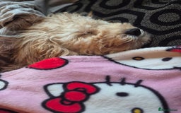 Toy Poodle dogs for sale: Toy poodle boy  - Image 11