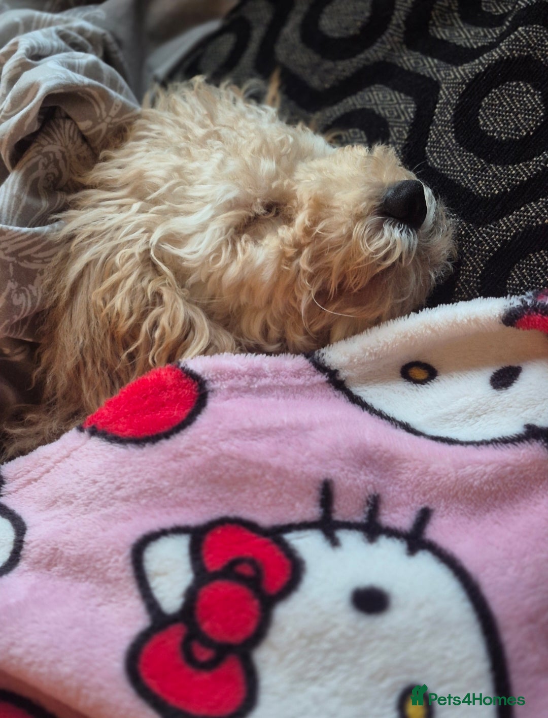 Toy Poodle dogs for sale: Toy poodle boy  - Image 11